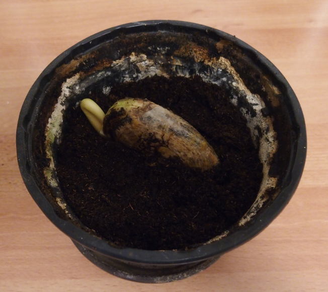 planted mango seedling