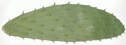 cactus leaf