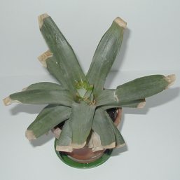 pineapple with new leaves