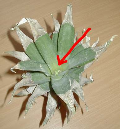 pineapple - view from top