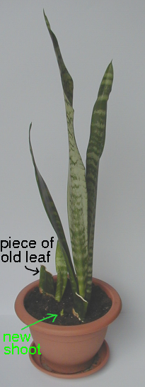 sansevieria - new shoots