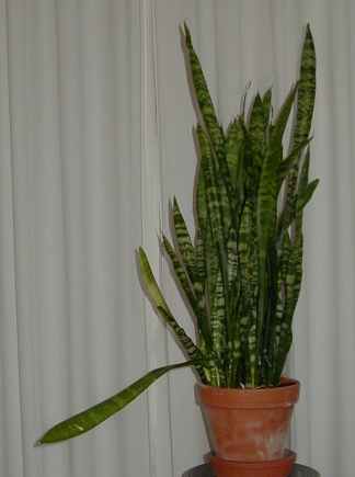 tall sansevieria